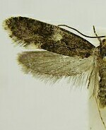 Monopis weaverella