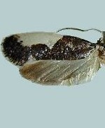 Monopis monachella