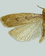 Glyphidocera septentrionella