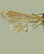 Holcocera immaculella