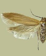 Holcocera immaculella