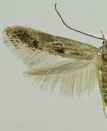 Batrachedra curvilineella