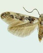 Mompha claudiella