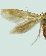 Mompha epilobiella