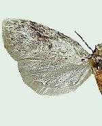 Carposina fernaldana