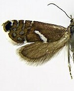 Glyphipterix haworthana