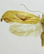 Ypsolopha canariella