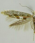 Argyresthia pygmaeella