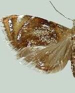 Prochoreutis inflatella