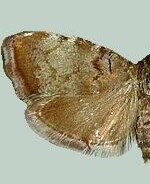 Choreutis pariana