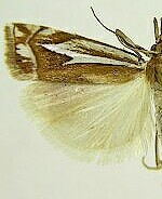 Crambus bidens