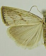 Agriphila ruricolellus