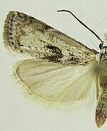 Microcrambus minor