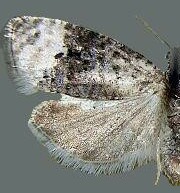 Apotomis paludicolana