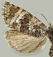 Phiaris nordeggana