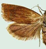 Eucosma ferruginana