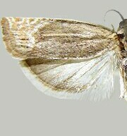 Eucosma formosana