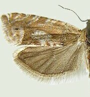 Eucosma corculana