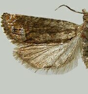 Eucosma parmatana