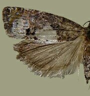 Eucosma parmatana