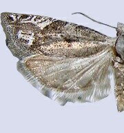 Eucosma delphinus