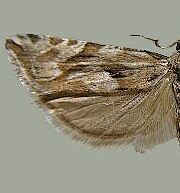 Eucosma tarandana