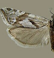 Eucosma tarandana