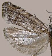 Eucosma spectana