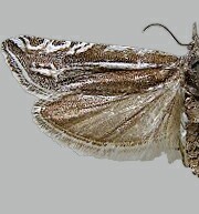 Eucosma crassana