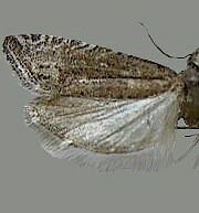 Eucosma alatana