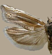 Eucosma spiculana