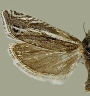 Eucosma striatana