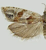 Eucosma youngi