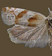 Eucosma setonana