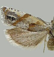 Eucosma festivana