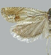 Eucosma griseocapitana