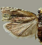 Eucosma olivaceana