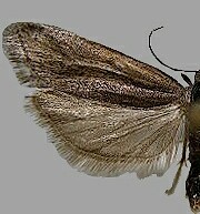 Eucosma canusana