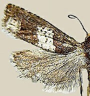 Epiblema benignata