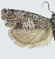 Epiblema resumptana