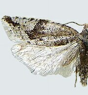 Gypsonoma parryana