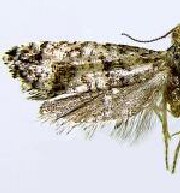 Epinotia aridos