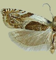 Ancylis discigerana