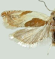 Ancylis laciniana