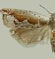 Ancylis diminuatana