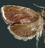 Dichrorampha bittana