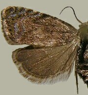 Dichrorampha sedatana