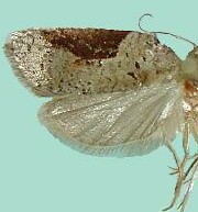 Acleris macdunnoughi