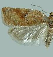 Acleris semiannula