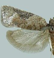 Acleris implexana